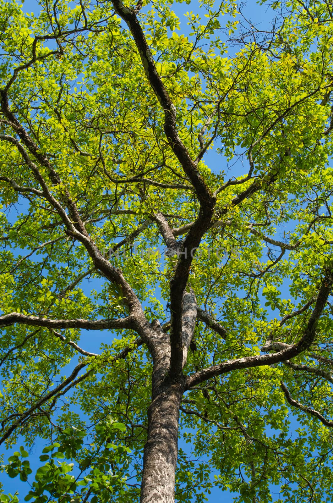 green leaf background in forest , have many species flora . background have many  colour in frame