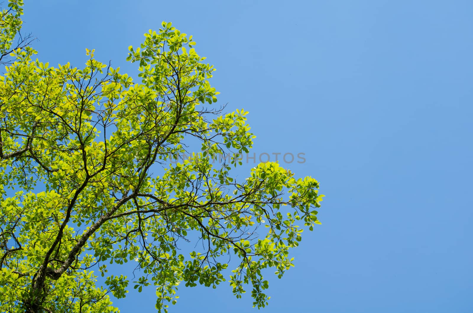 green leaf background in forest , have many species flora . background have many  colour in frame