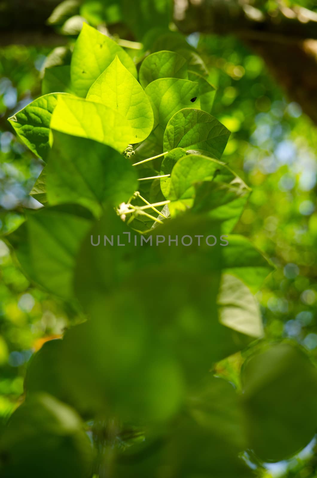 green leaf background in forest , have many species flora . background have many  colour in frame