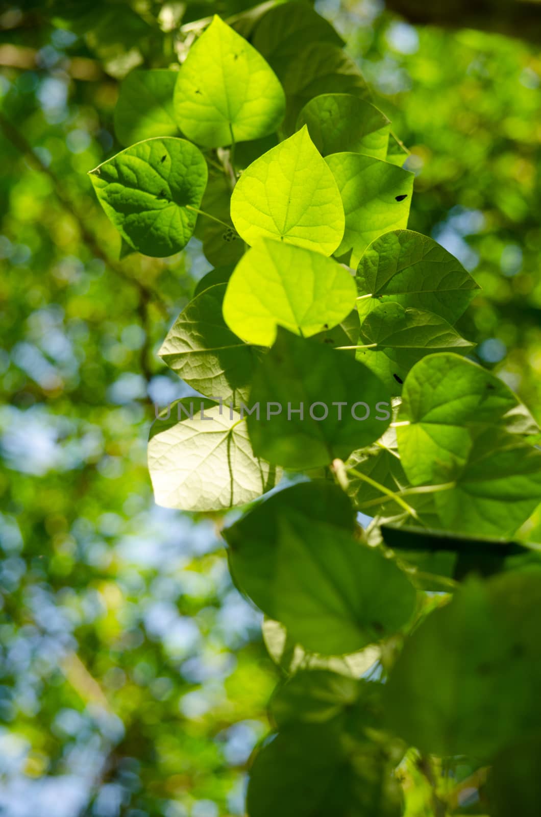 green leaf background in forest , have many species flora . background have many  colour in frame