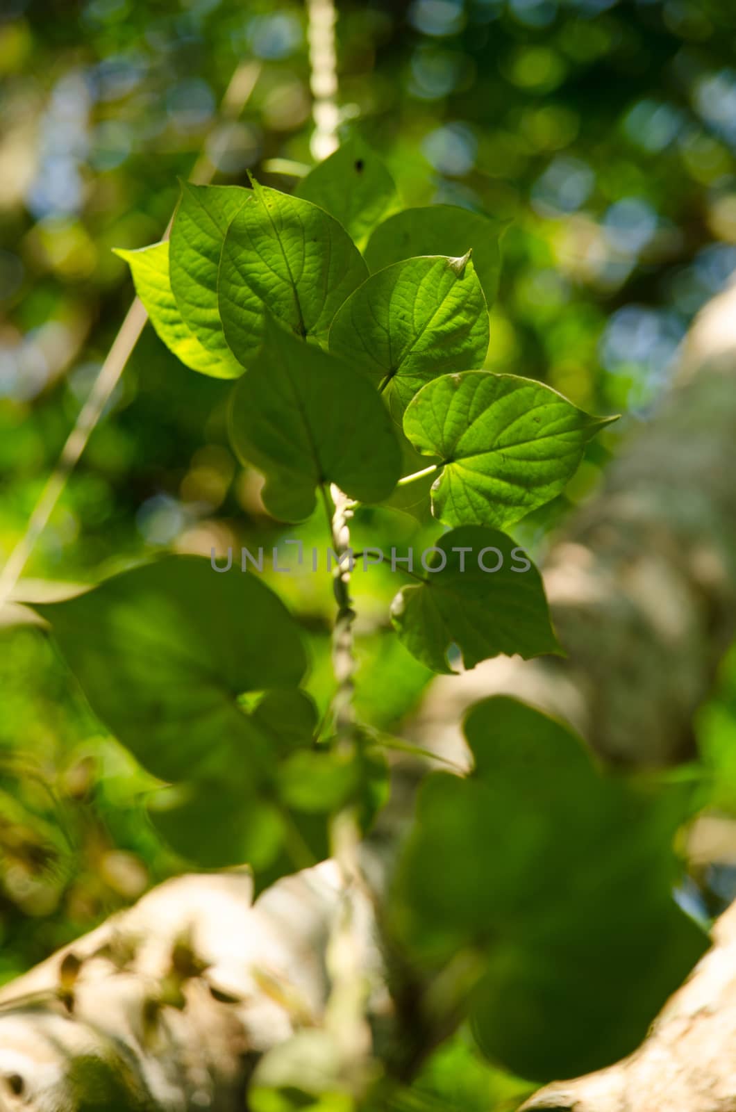 green leaf background in forest , have many species flora . background have many  colour in frame