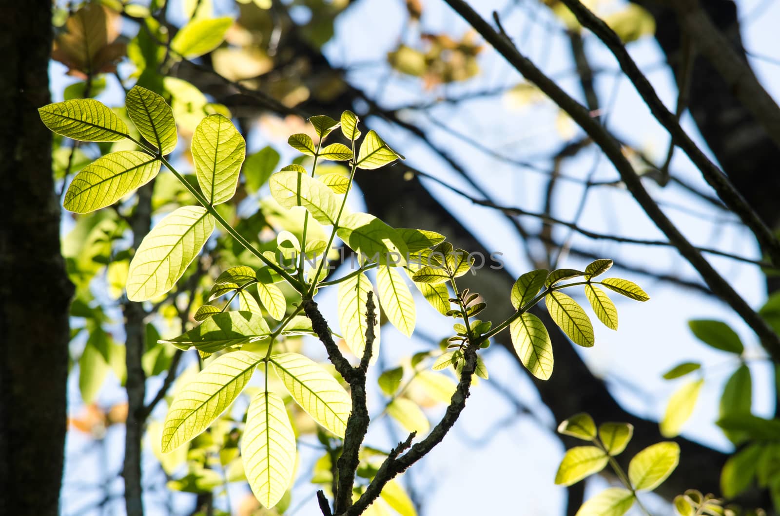 green leaf background in forest , have many species flora . background have many  colour in frame
