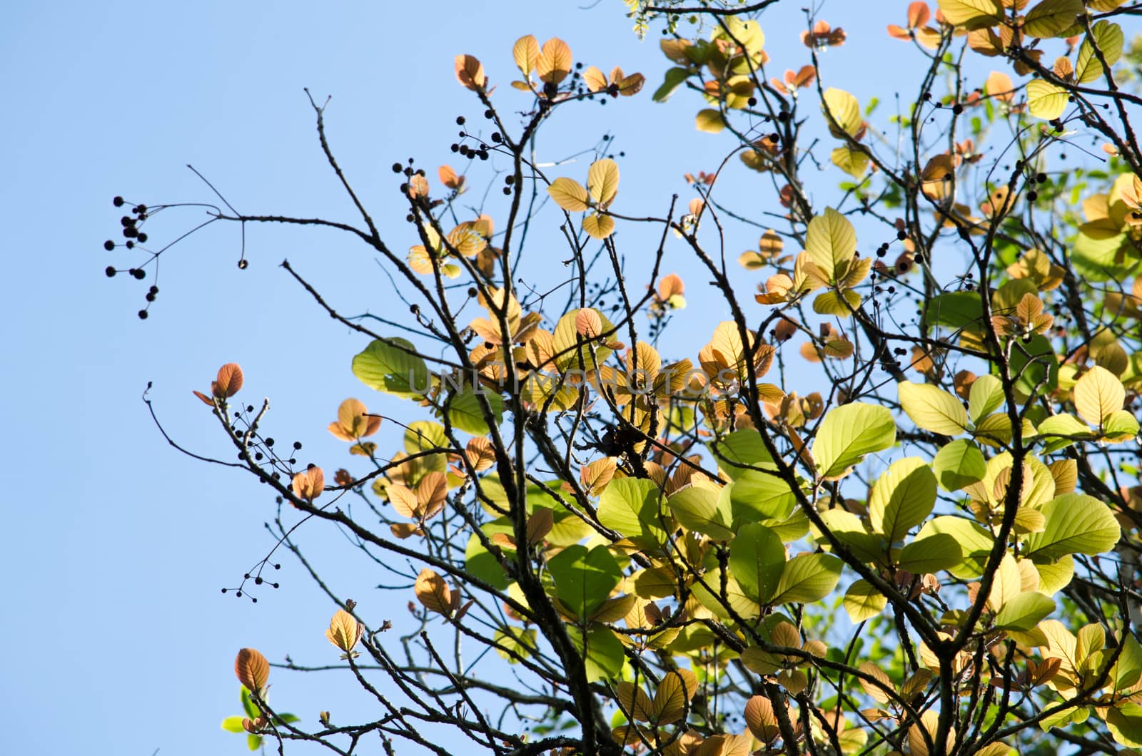 green leaf background in forest , have many species flora . background have many  colour in frame