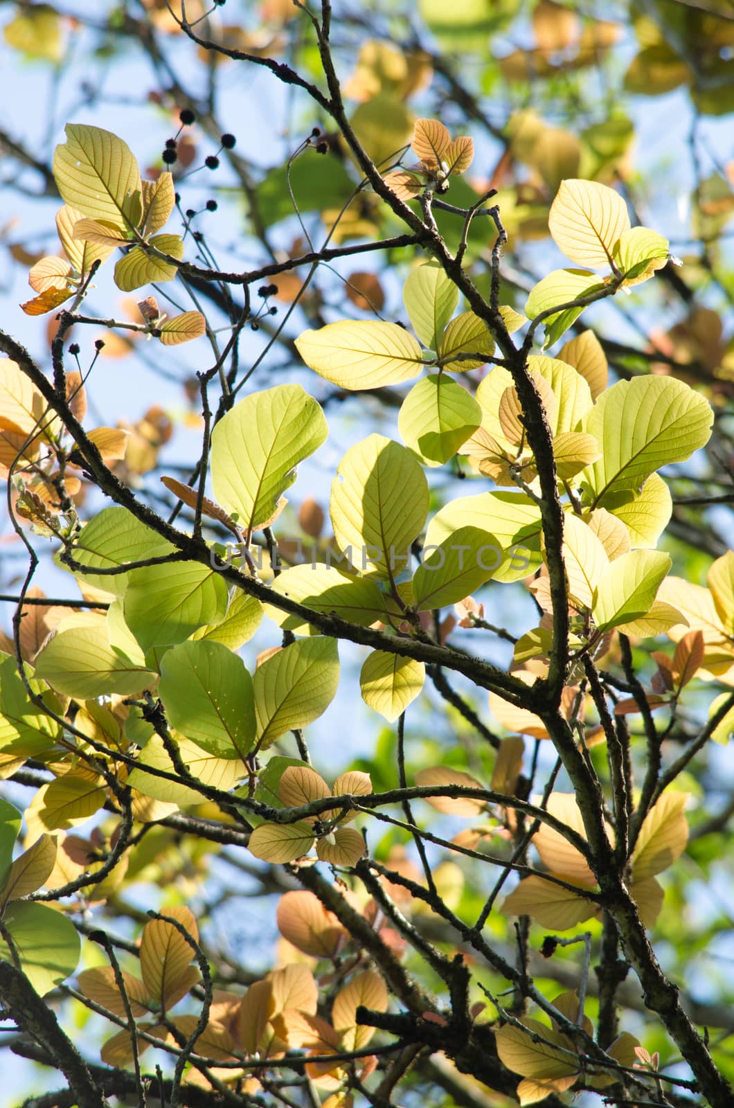 green leaf background in forest , have many species flora . background have many  colour in frame