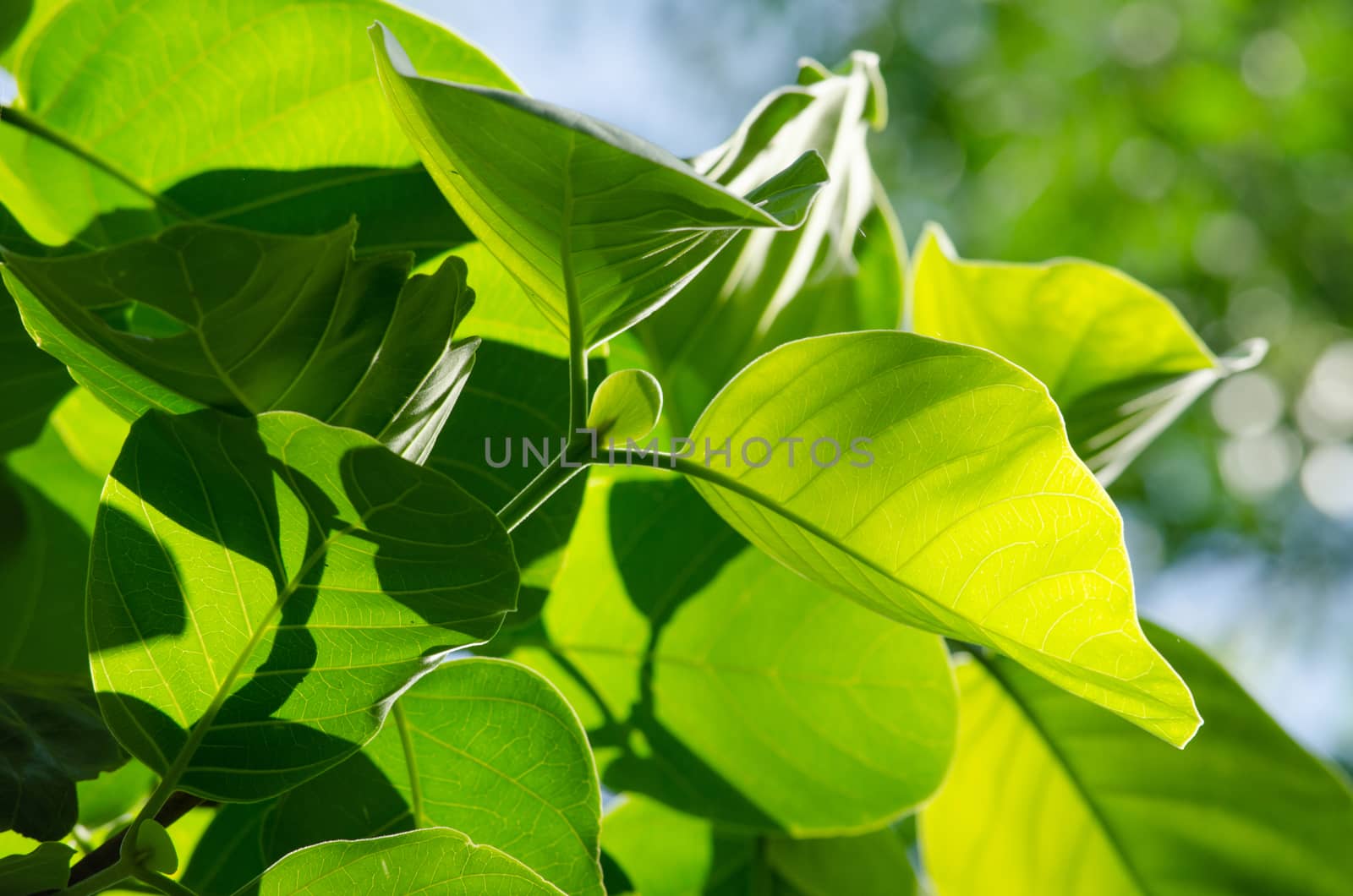 green leaf background in forest , have many species flora . background have many  colour in frame