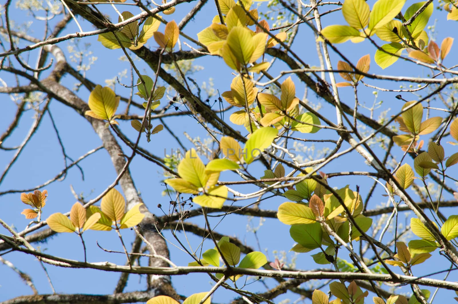 green leaf background in forest , have many species flora . background have many  colour in frame