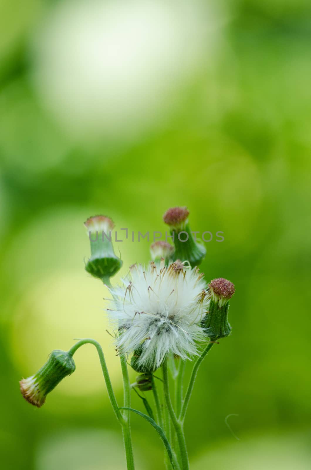 green leaf background in forest , have many species flora . background have many  colour in frame