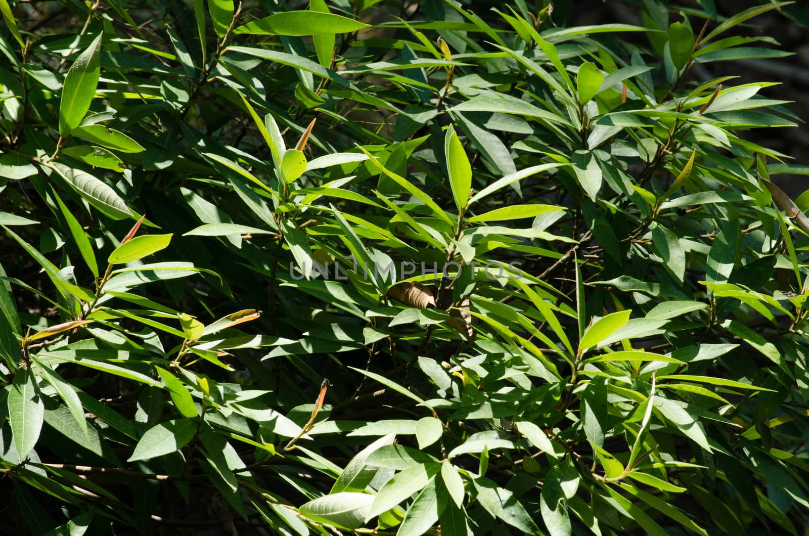 green leaf background in forest , have many species flora . background have many  colour in frame