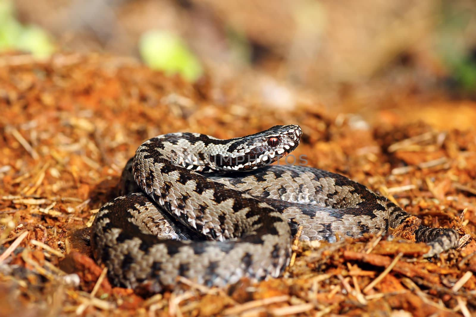 beautiful common european adder on forest ground ( Vipera berus )