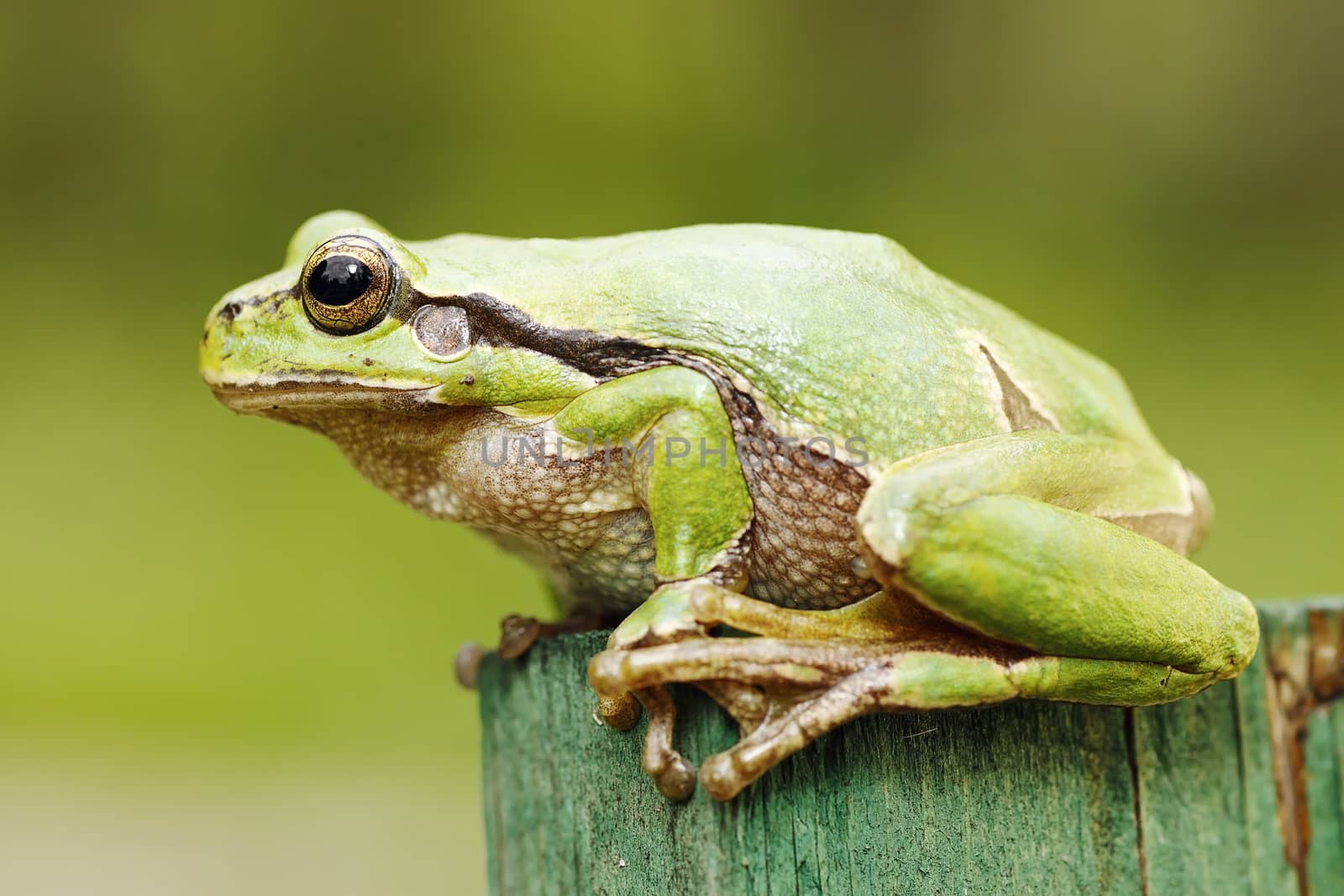 beautiful green tree frog close-up by taviphoto