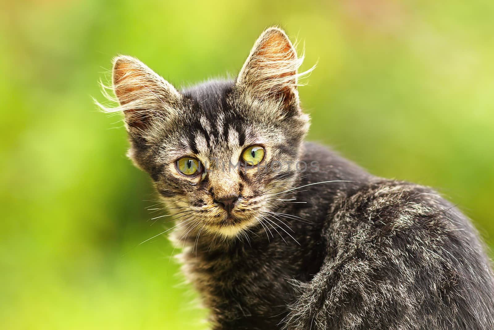 beautiful stripped kitten looking at the camera, green out of focus bokeh background in the garden; curious cute domestic young animal