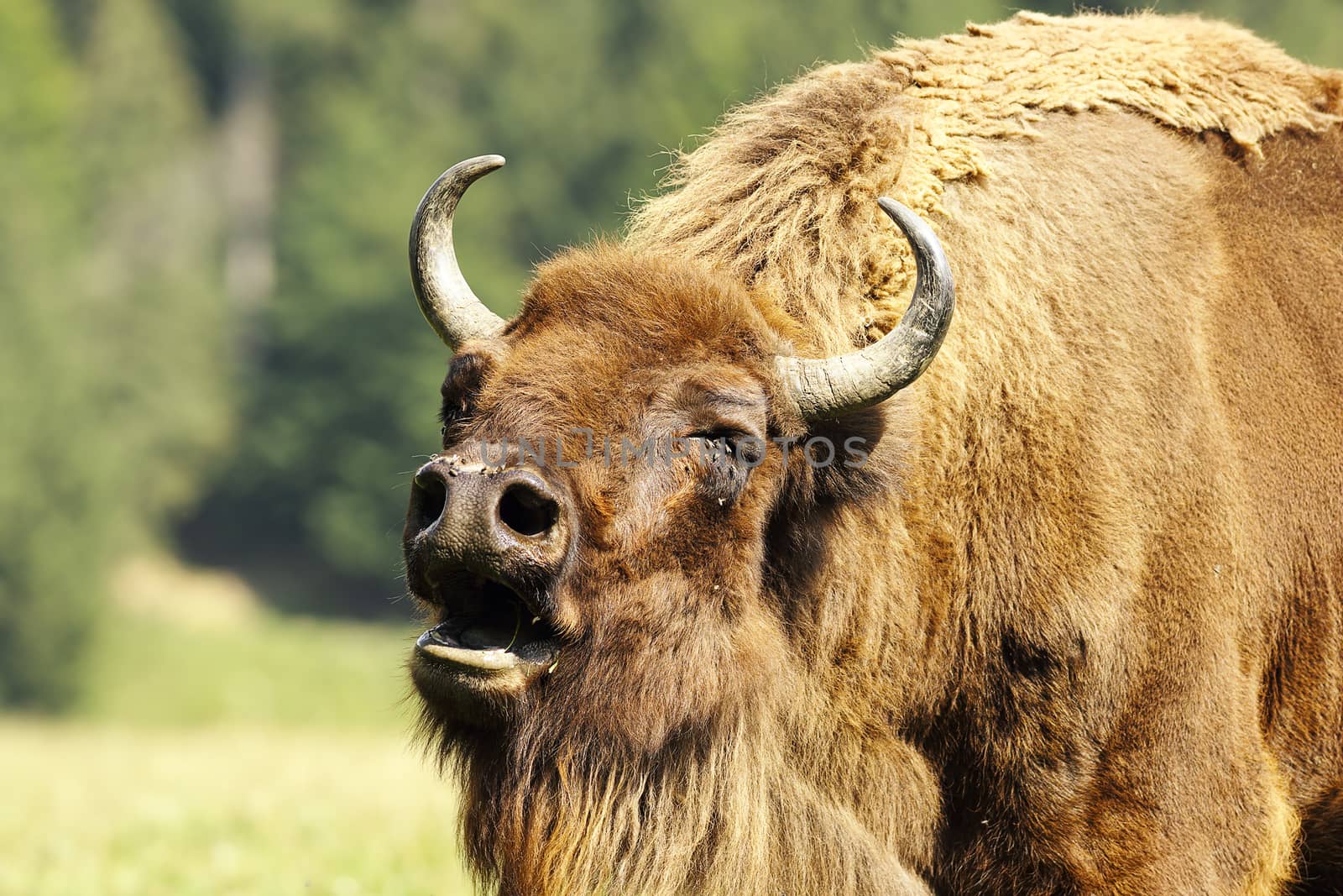 portrait of bellowing european bison ( Bison bonasus )
