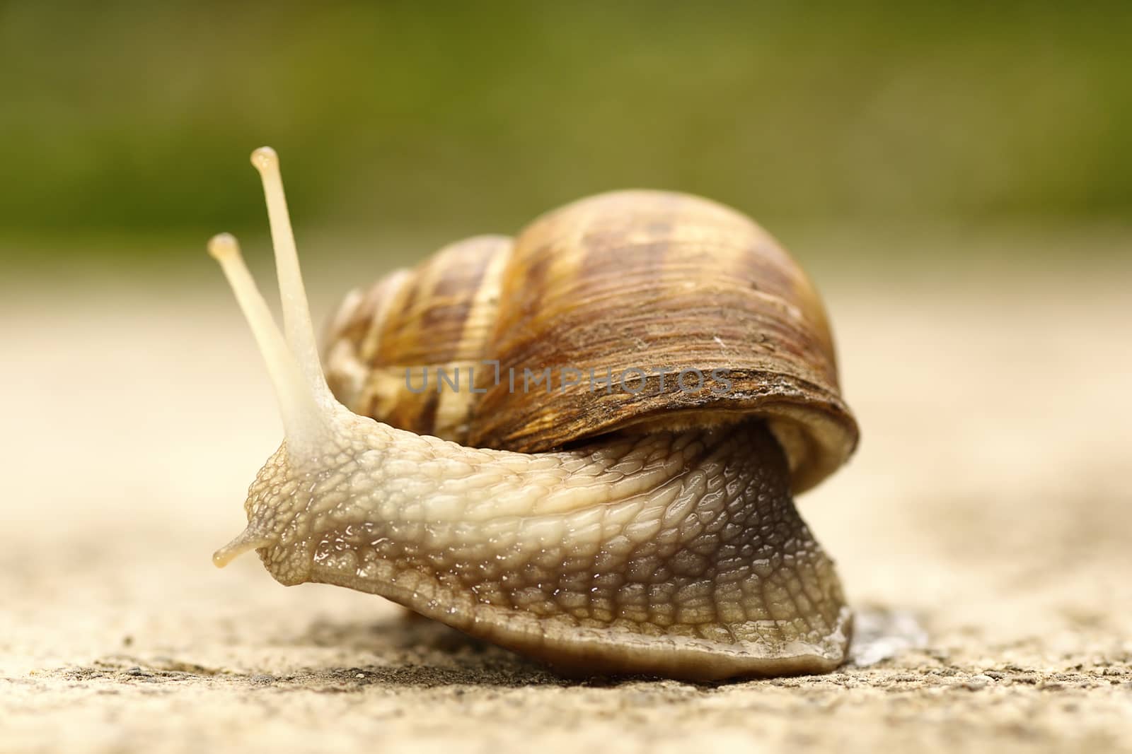 macro shot  of a common garden snail ( Cornu aspersum )