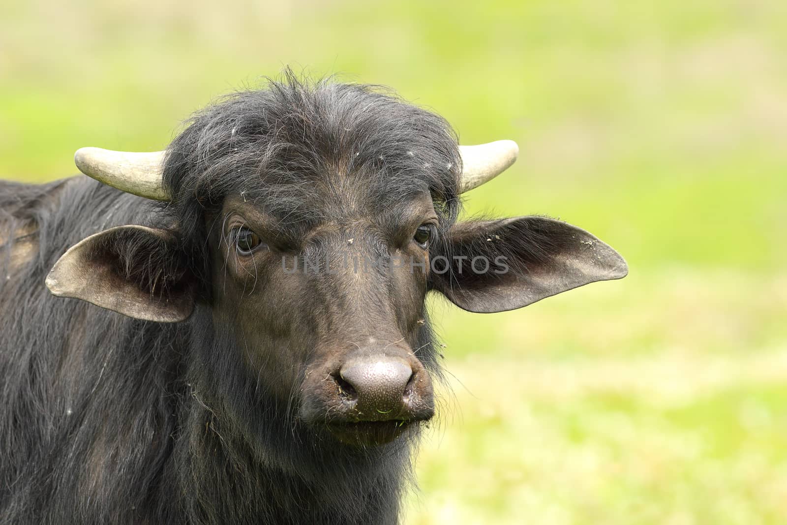 black water buffalo portrait over green out of focus background