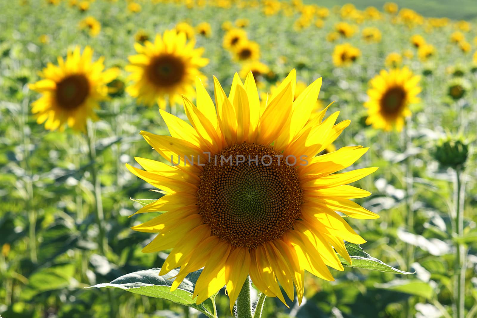 closeup of common sunflower in agricultural field ( Helianthus annuus )