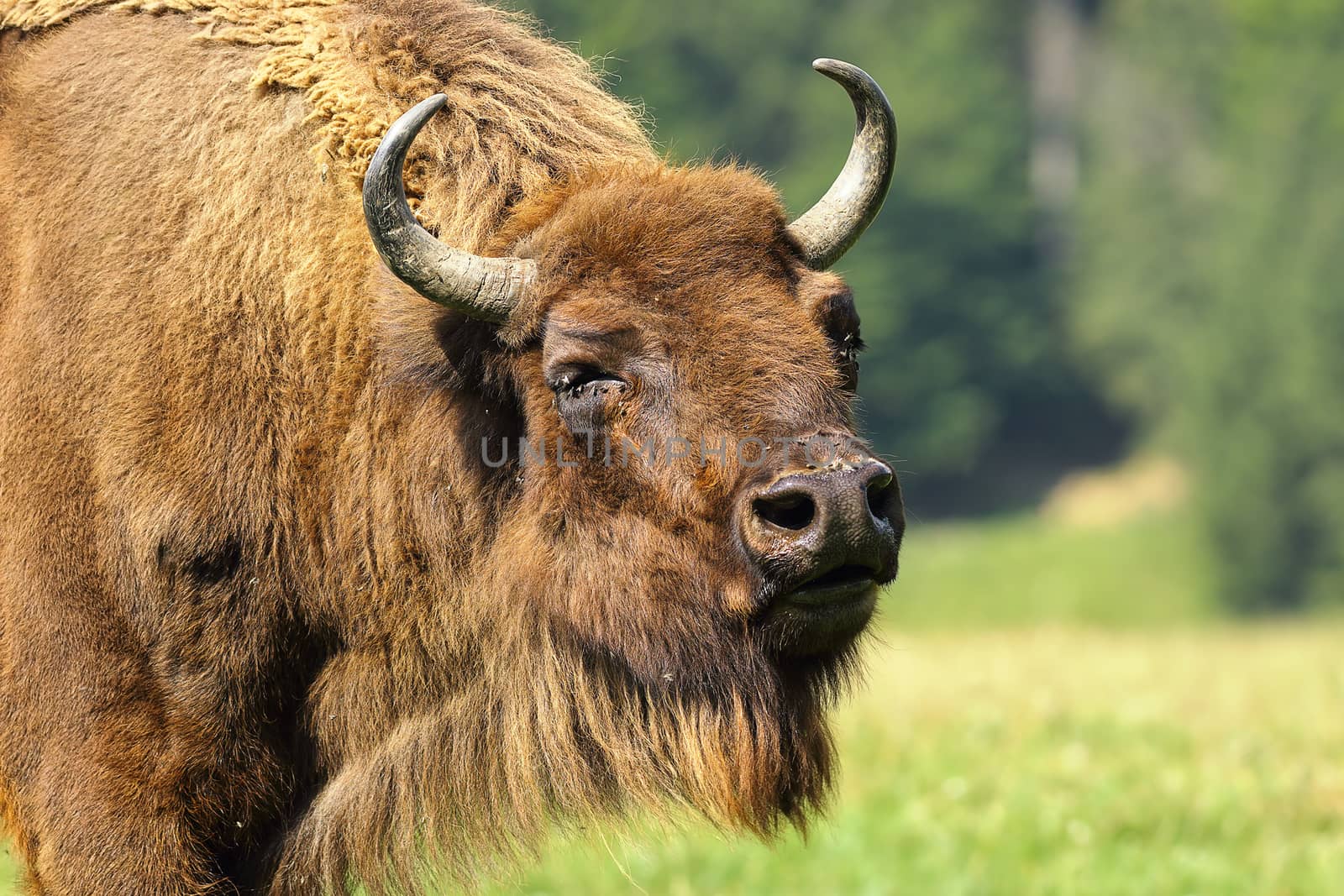 close-up of european bison ( Bison bonasus )