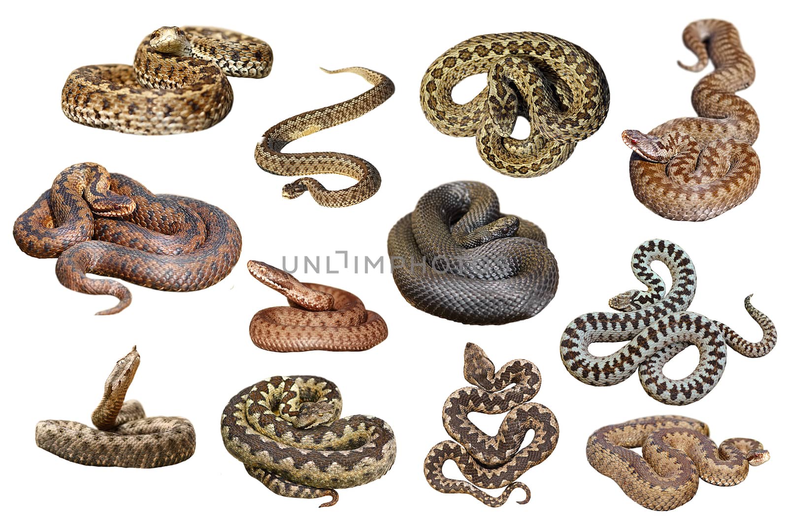 collection of isolated european venomous snakes by taviphoto