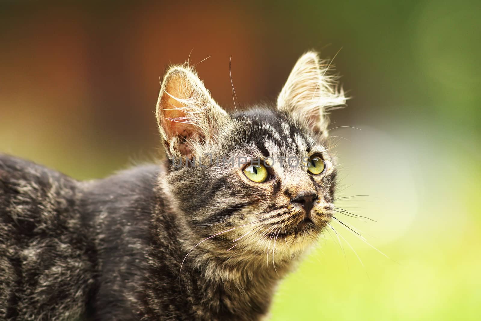 cute fluffy young kitten close up over out of focus background, curious animal portrait looking up