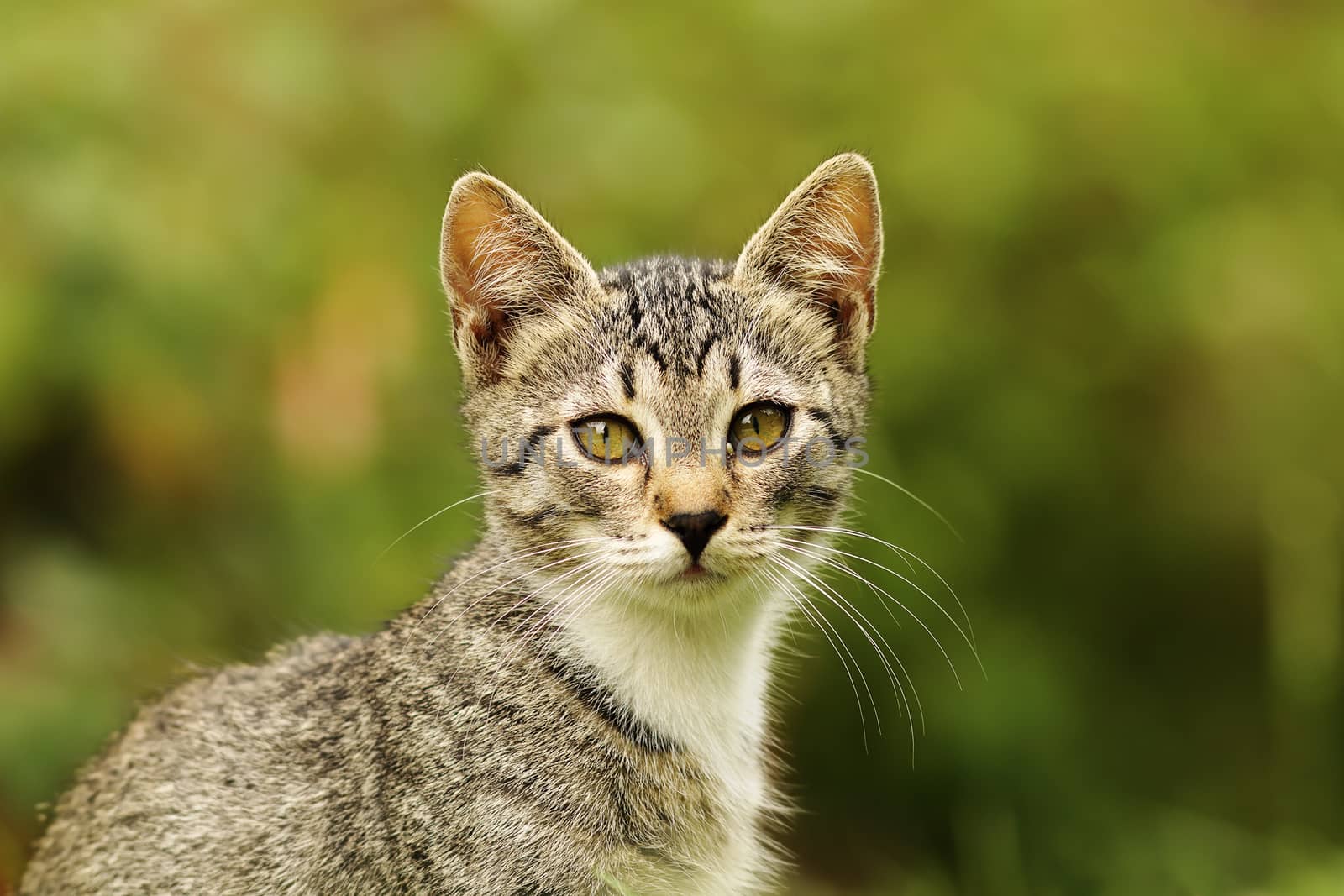 cute kitten portrait looking at the camera over green out of focus background