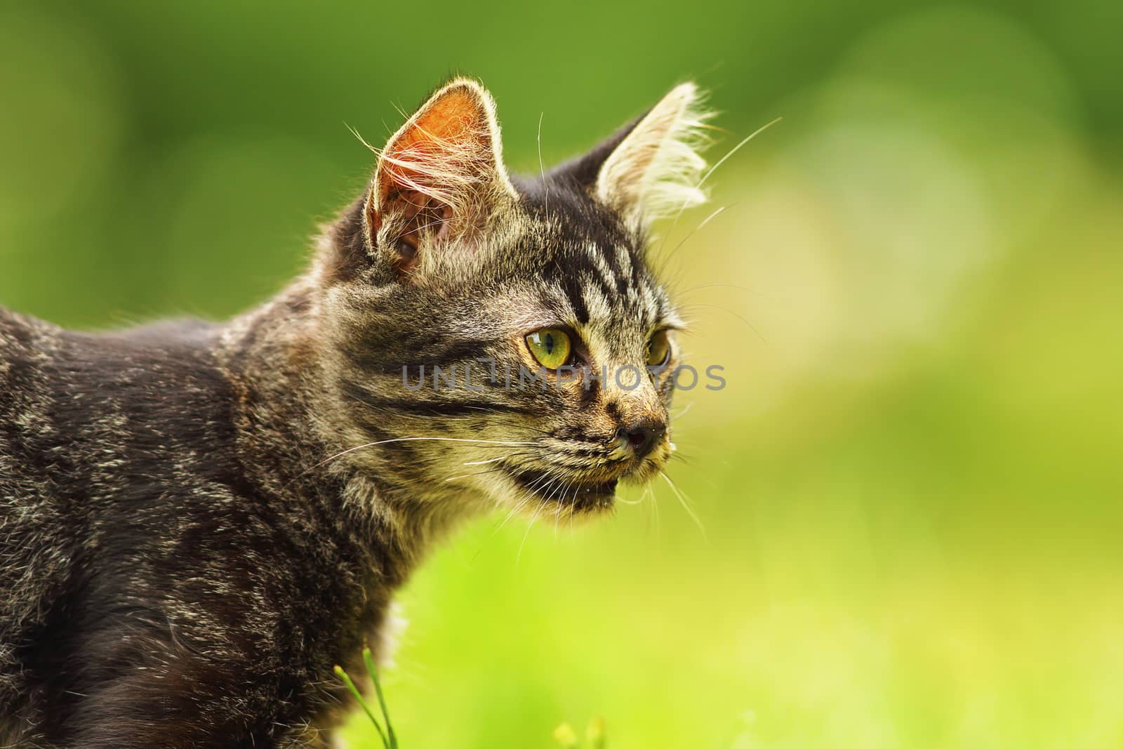 cute domestic kitten portrait in the garden, green colorful background with bokeh