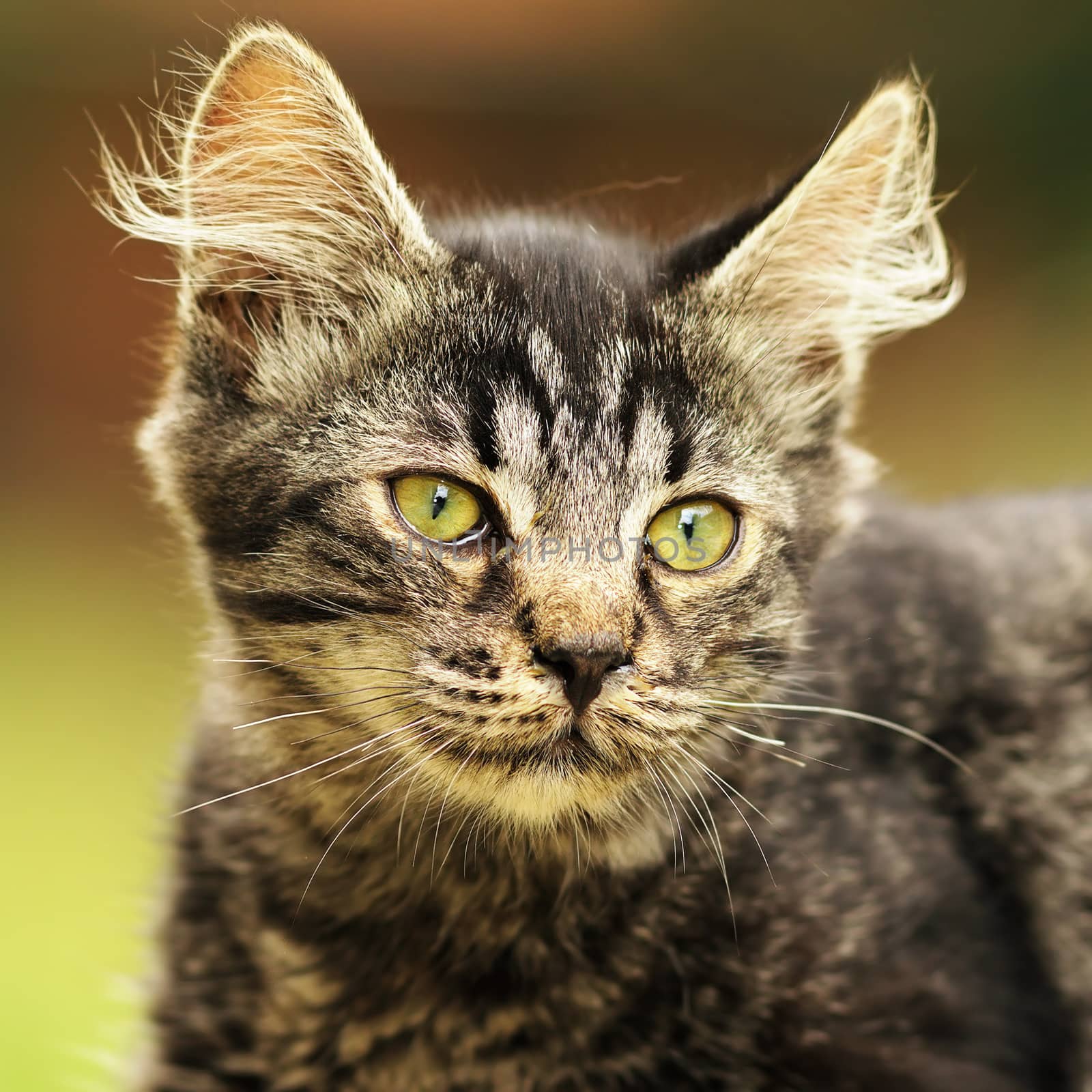 cute striped kitten portrait, domestic beautiful animal face