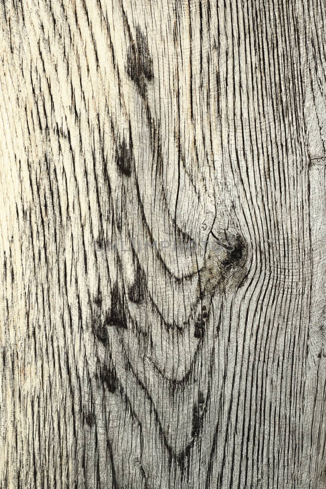 details on wood plank by taviphoto