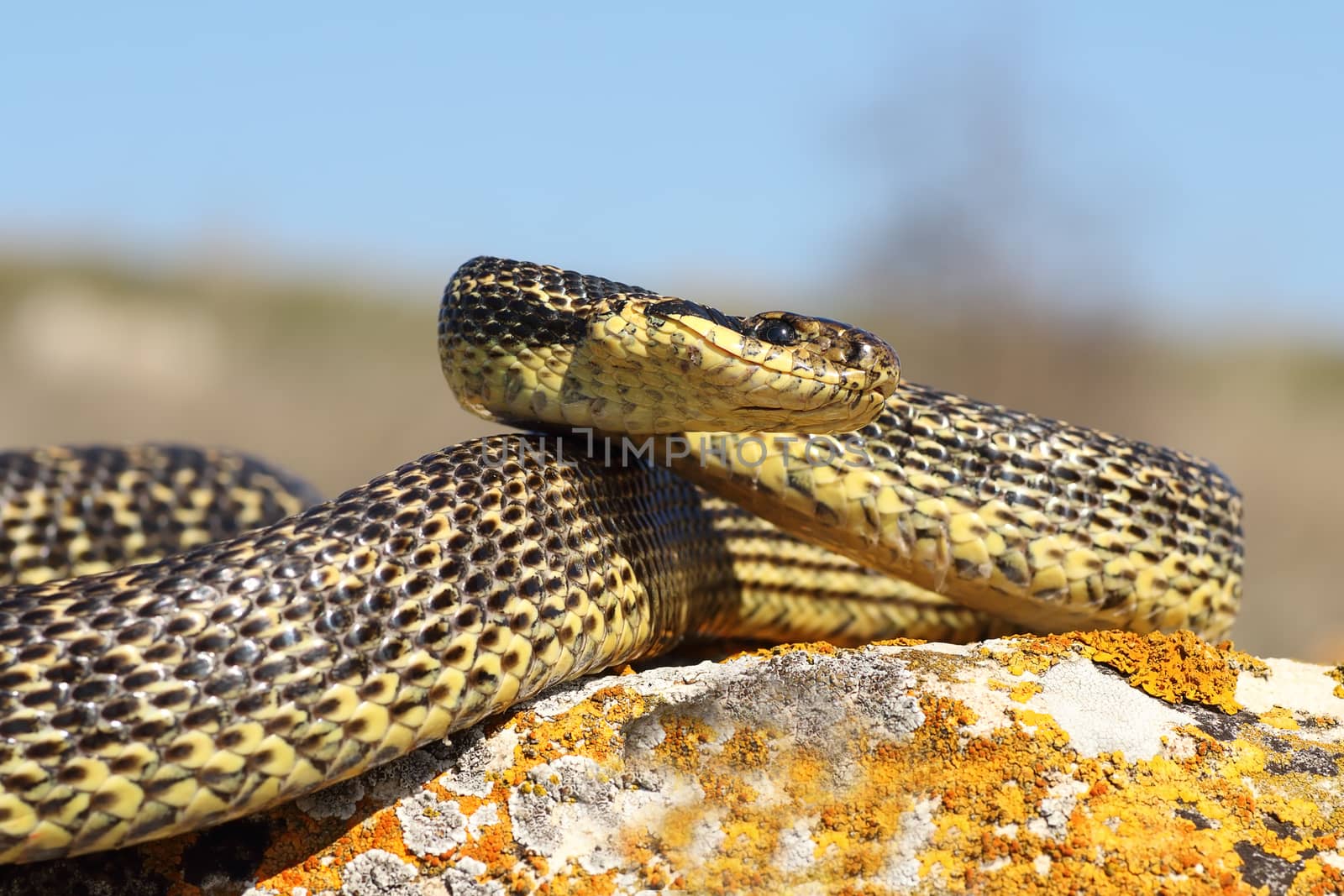 Elaphe sauromates ready to strike ( large blotched snake )