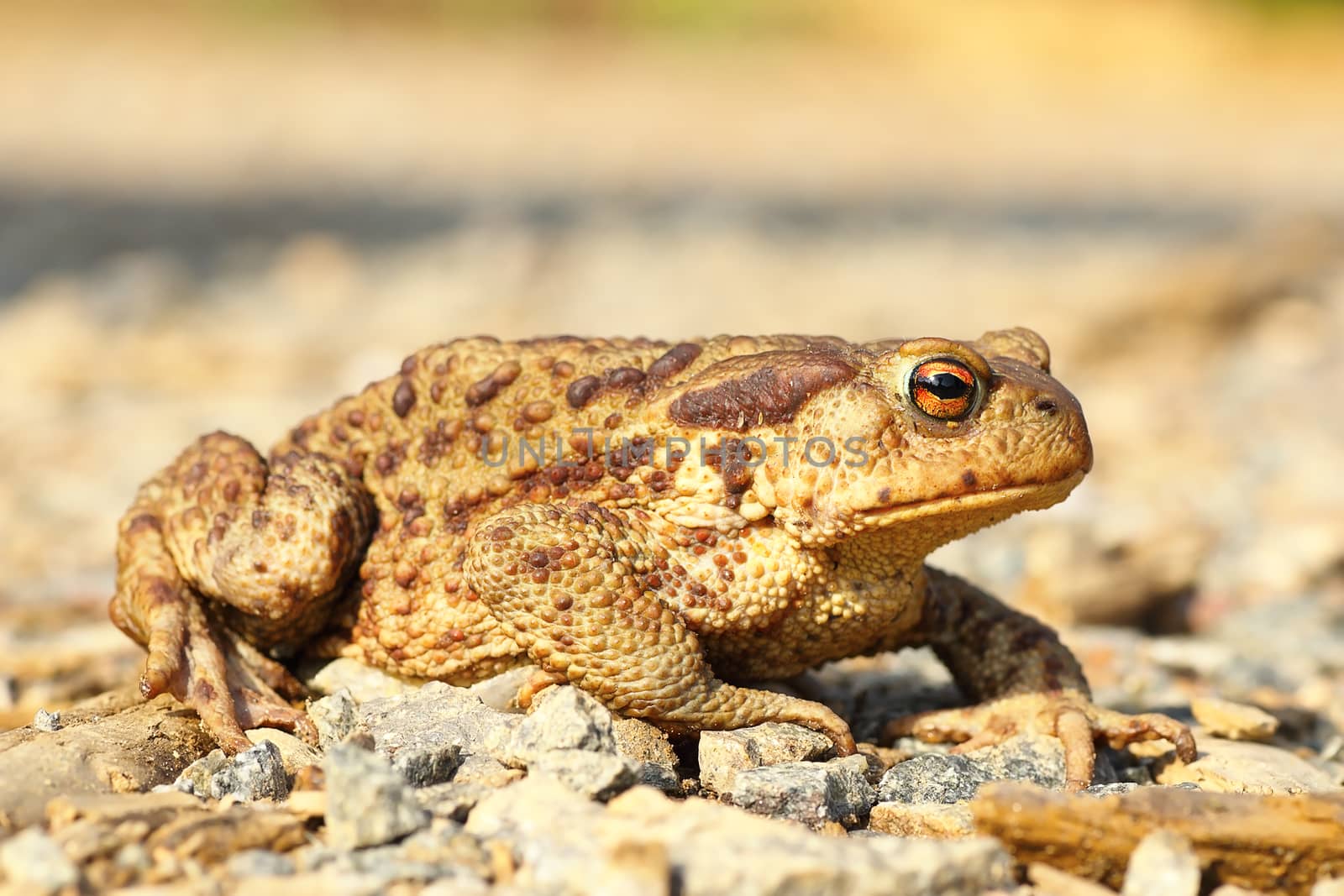 european common brown toad on the ground ( Bufo ); this is one of the toxic european toads 