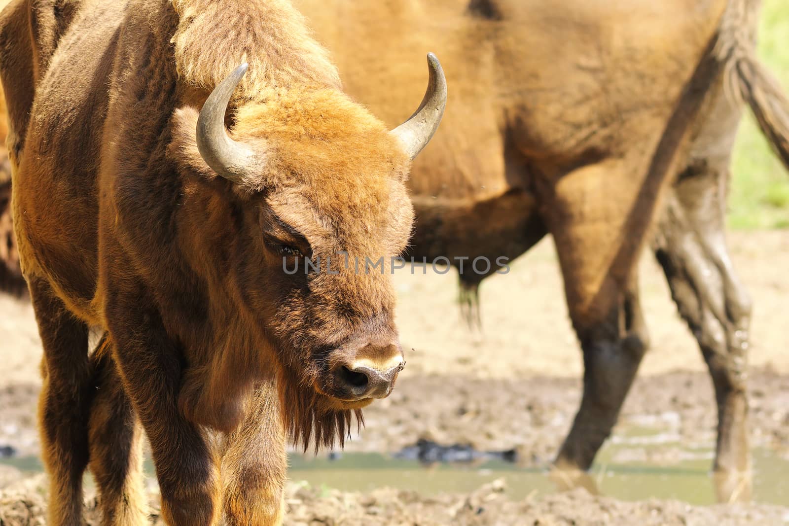 european bison close up by taviphoto