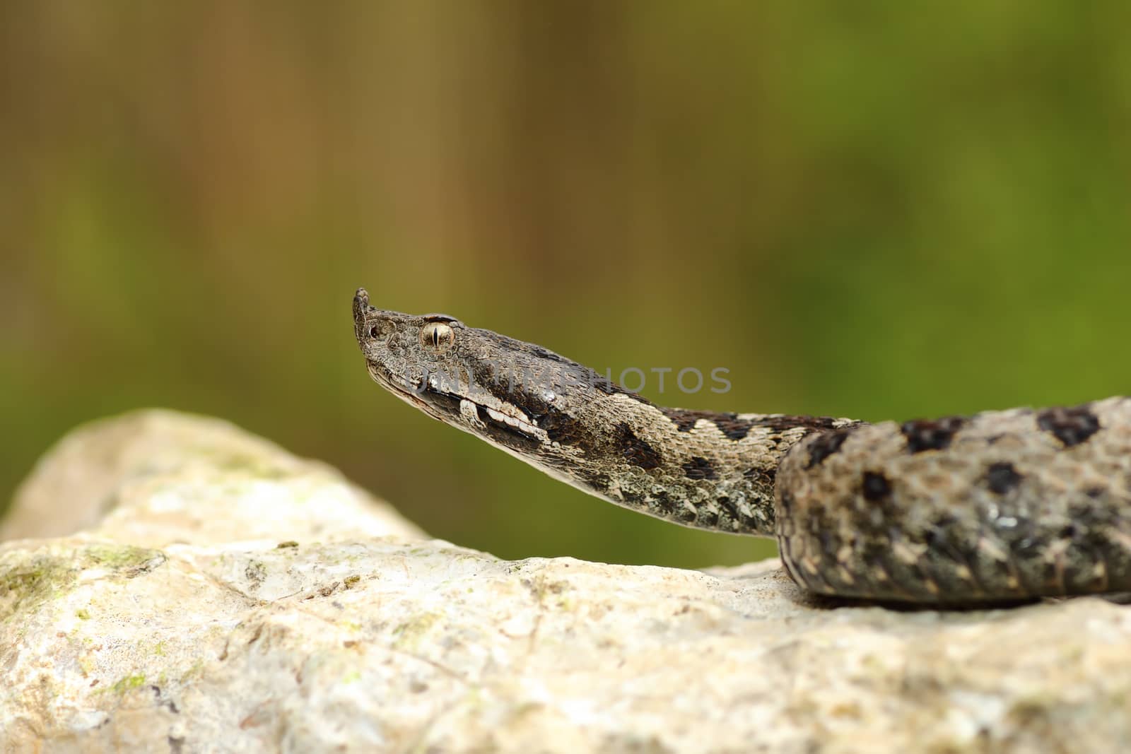 european venomous adder creeping on stone ( Vipera ammodytes )