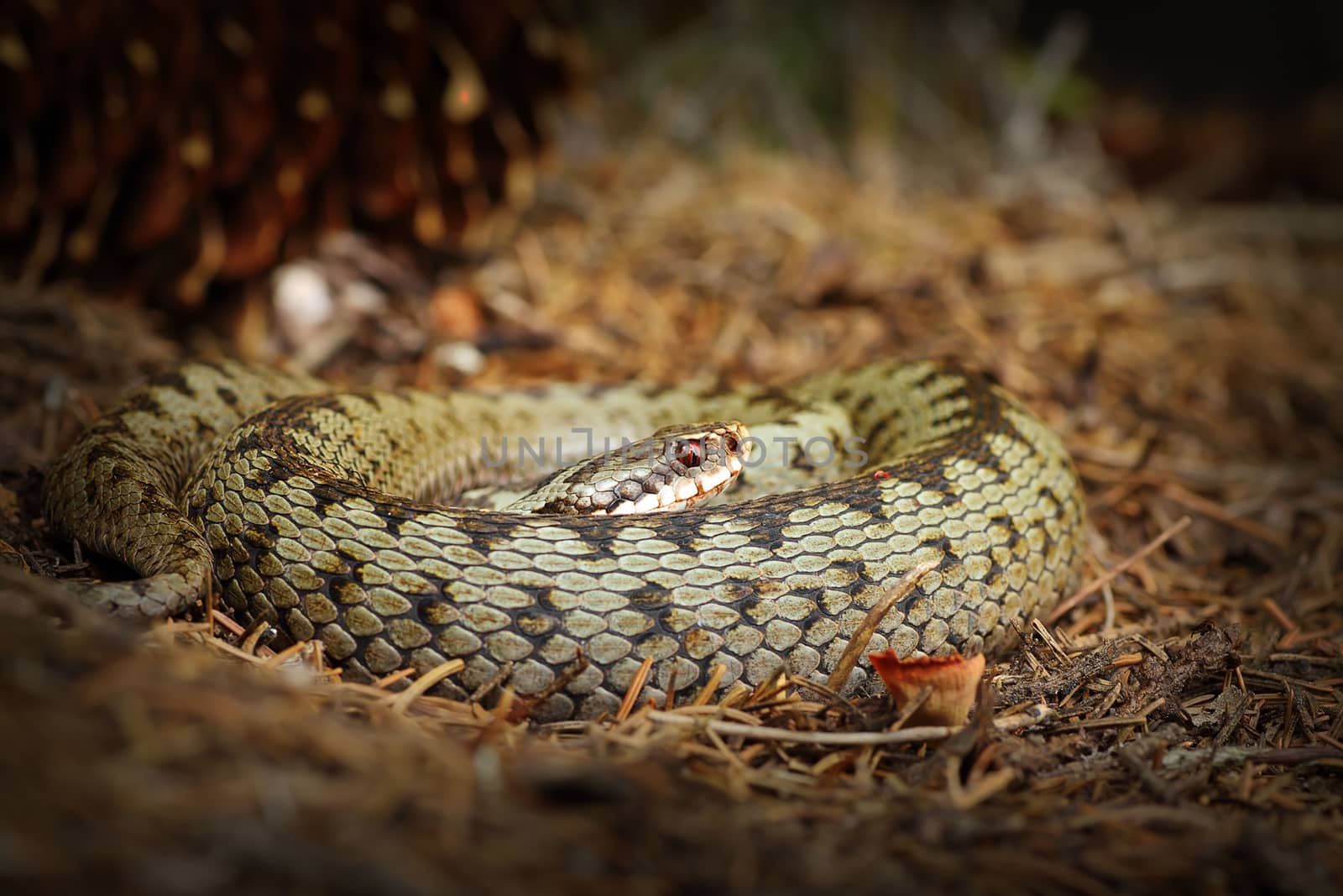 female common adder basking on forest ground in natural habitat ( Vipera berus )