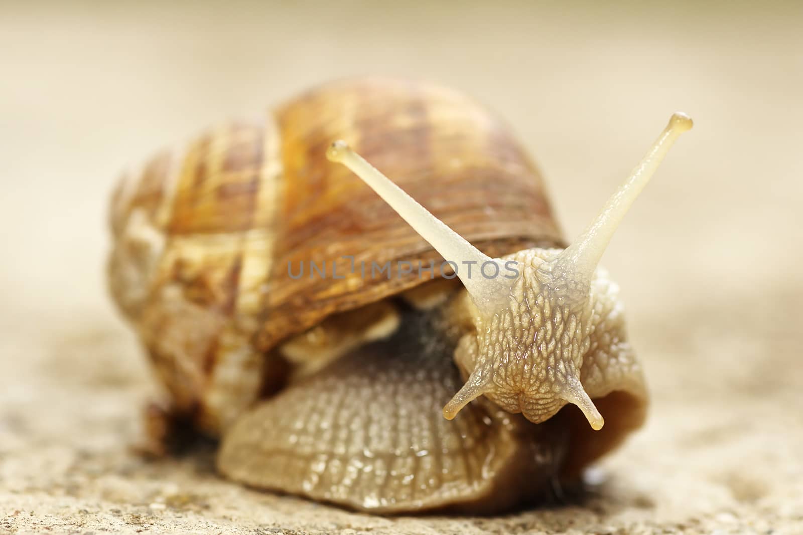 garden common snail closeup ( Cornu aspersum )