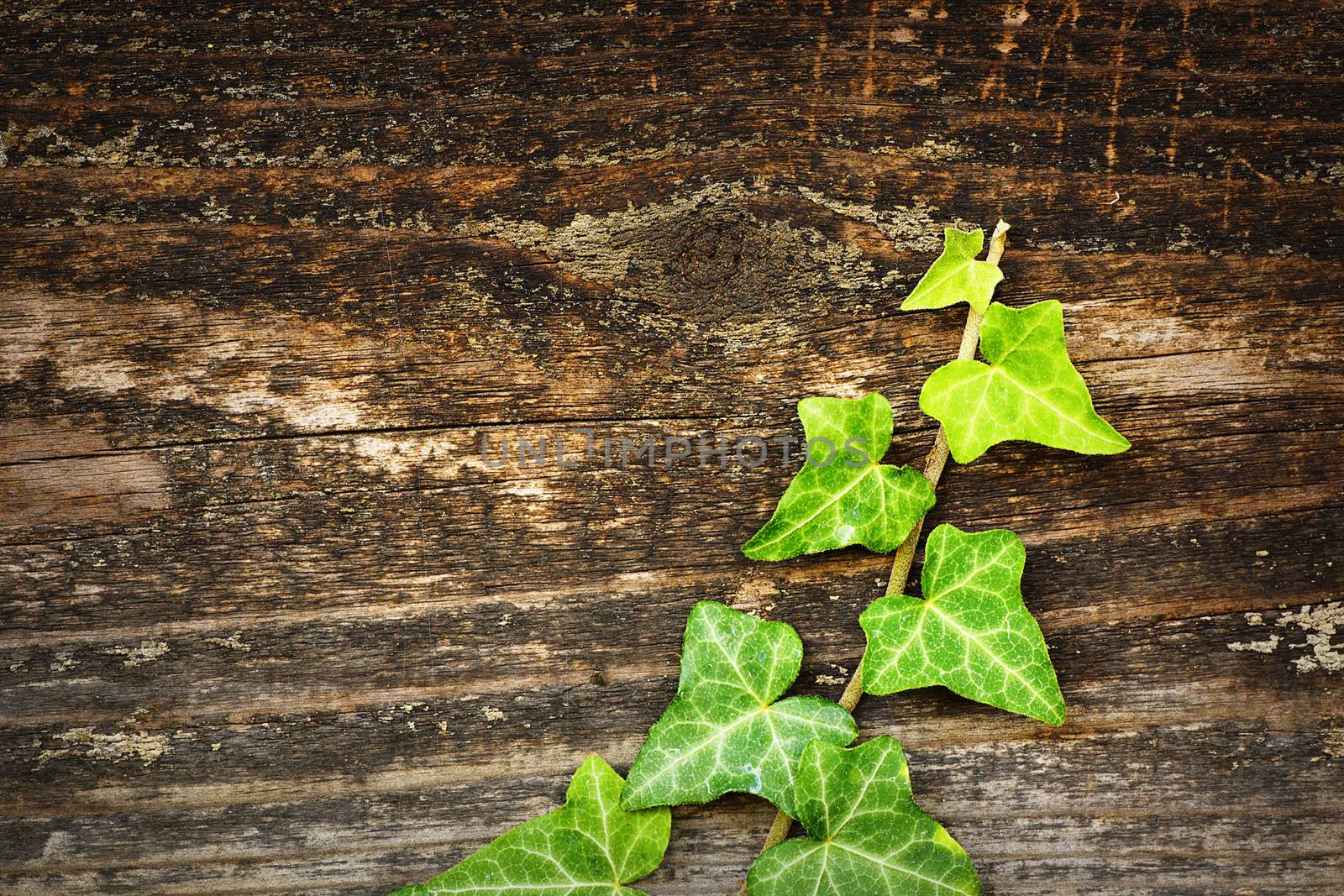 green wild ivy growing on wooden fence, beautiful contrast on natural wood texture