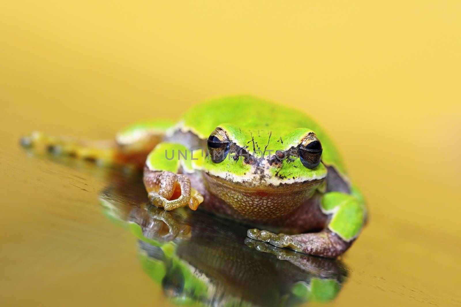 green tree frog on glass by taviphoto