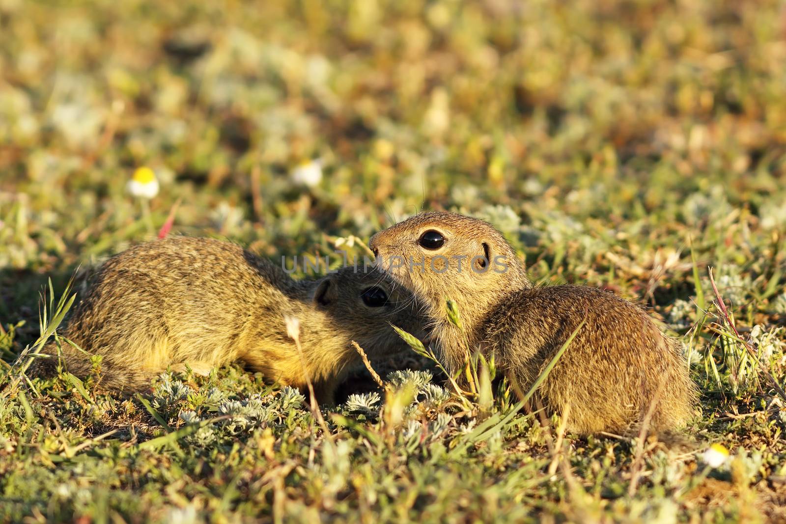 ground squirrels brothers  by taviphoto