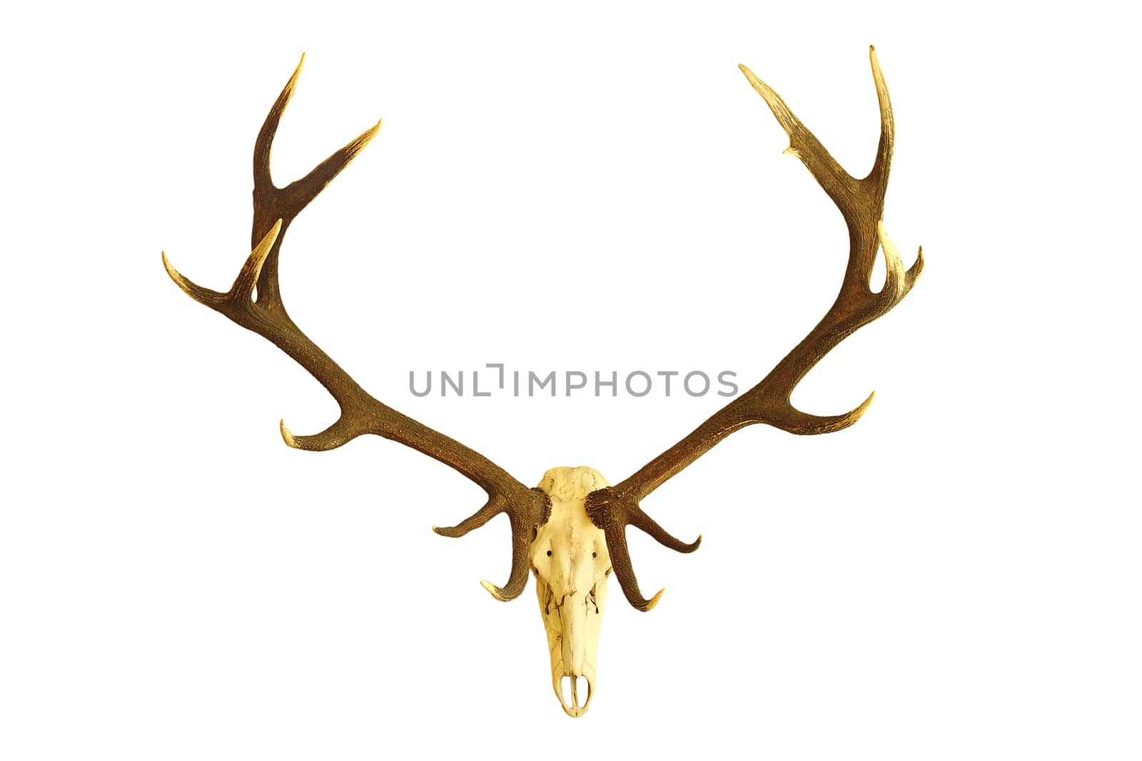 huge red deer buck skull, hunting trophy isolated over white background ( Cervus elaphus with large antlers )