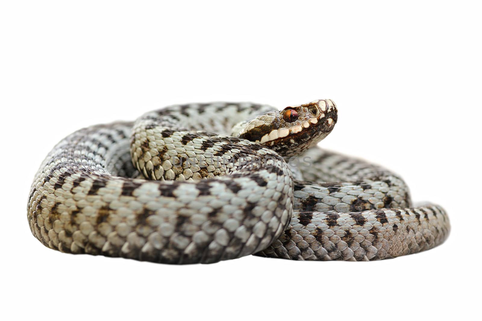 isolated male common crossed viper by taviphoto