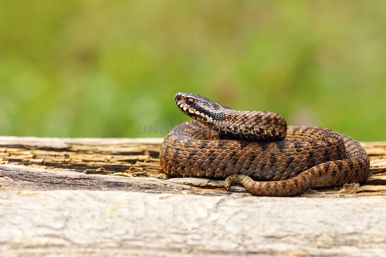 juvenile Vipera berus basking on wooden plank by taviphoto