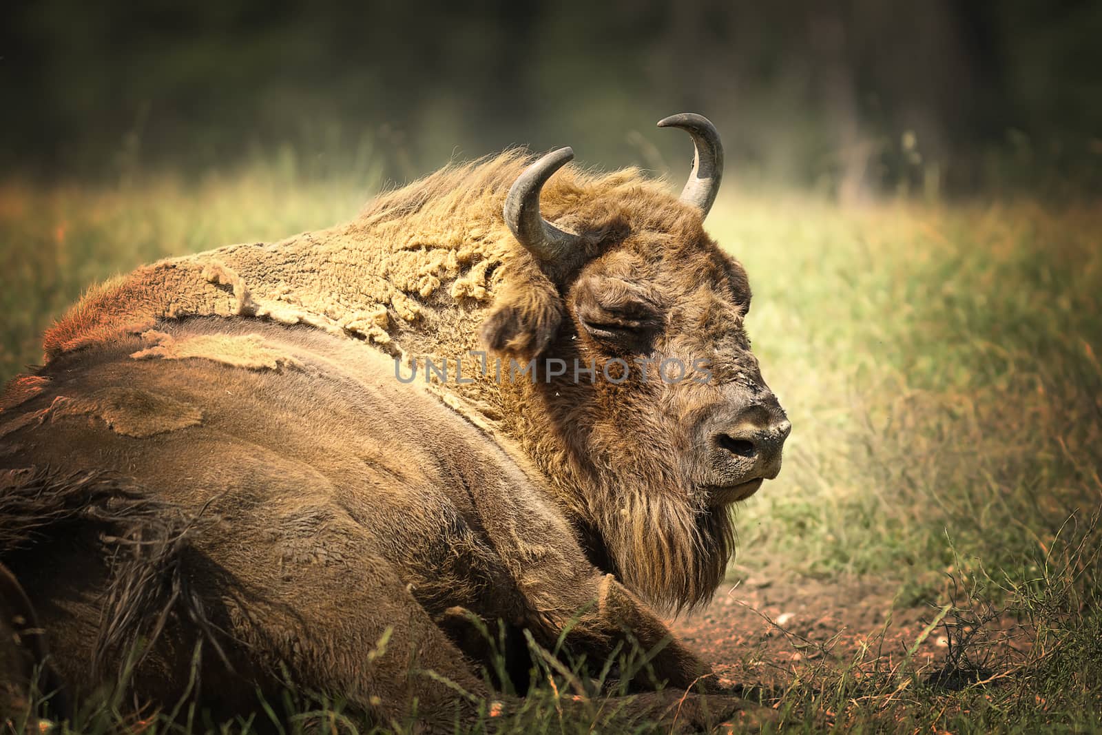 large european bison resting on ground, close up of big bull ( Bison bonasus )