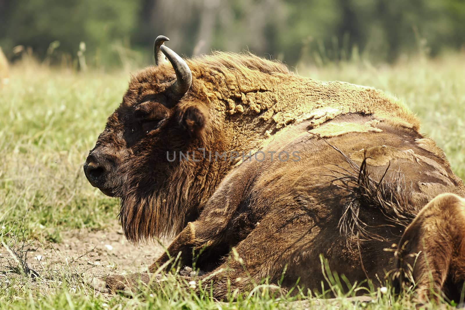 large european bison ( Bison bonasus ) resting on meadow