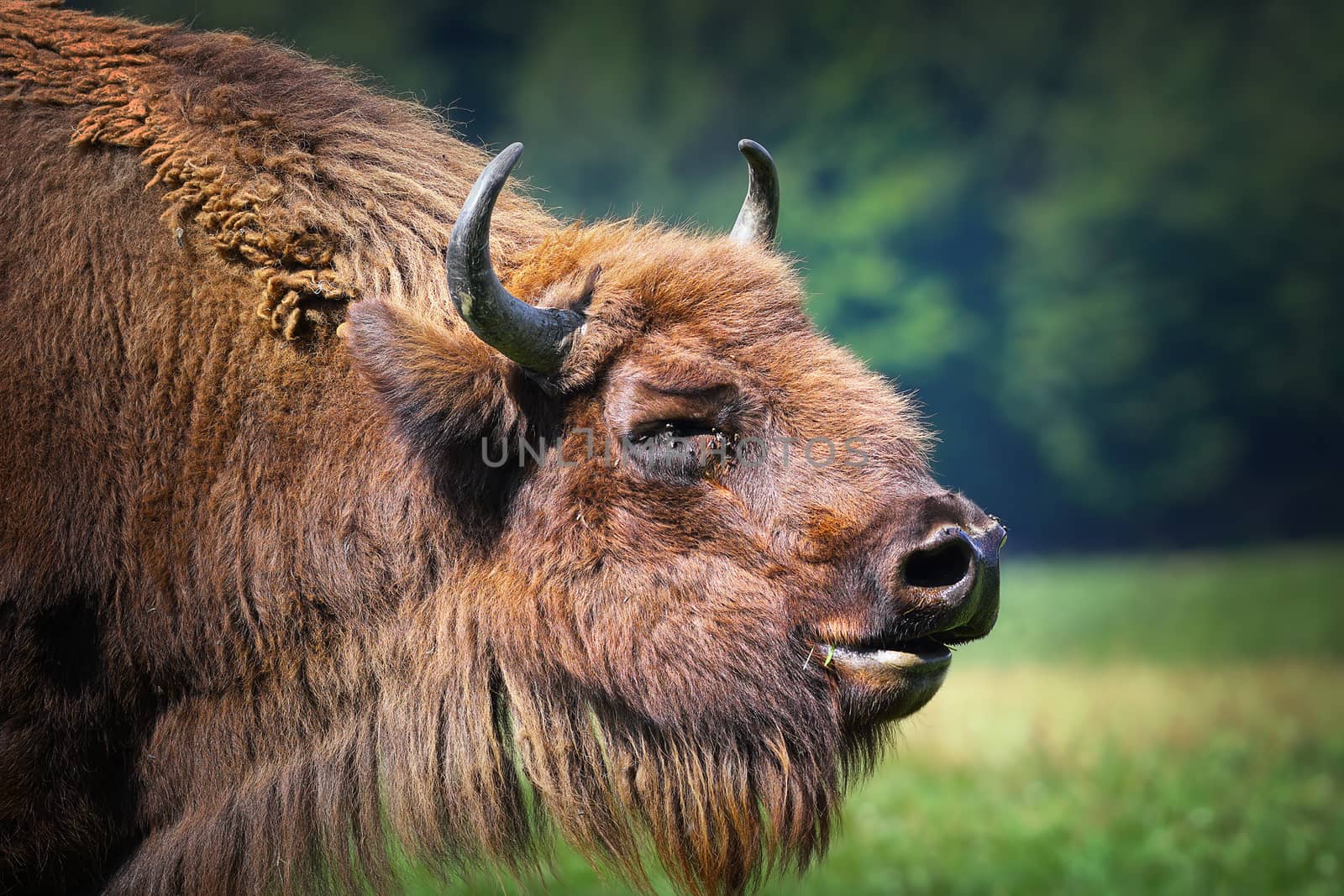 large male european bison portrait by taviphoto