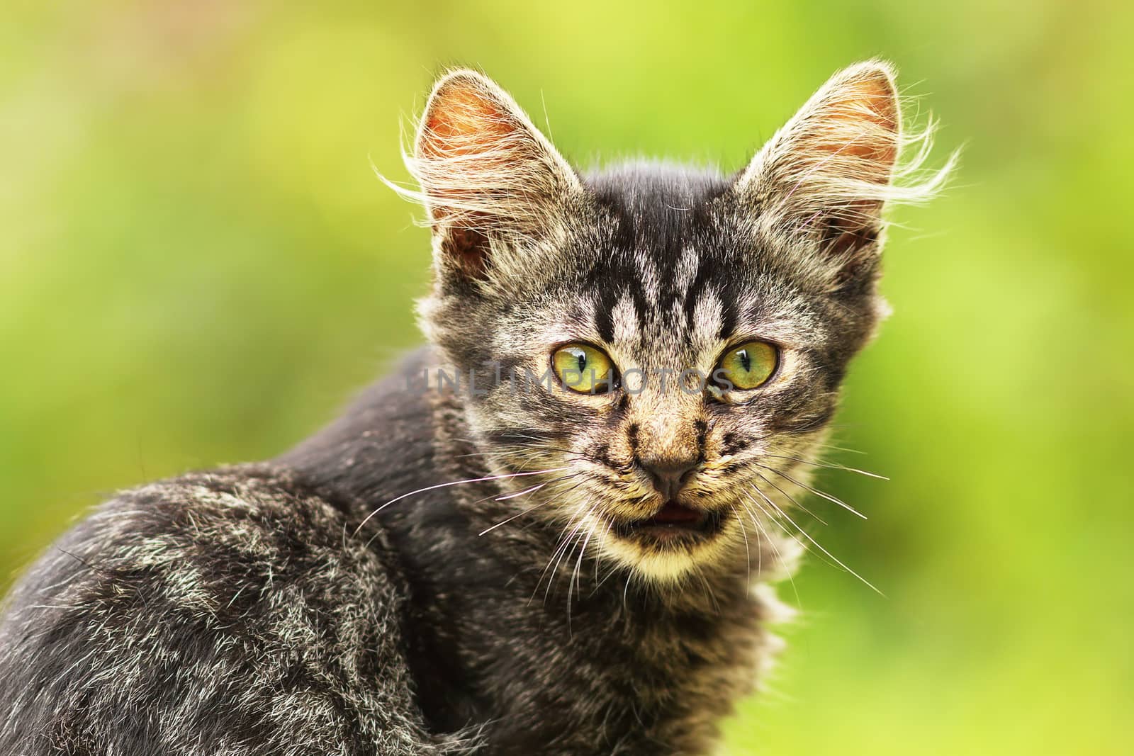 lovely domestic kitten looking at the camera, portrait over green out of focus background