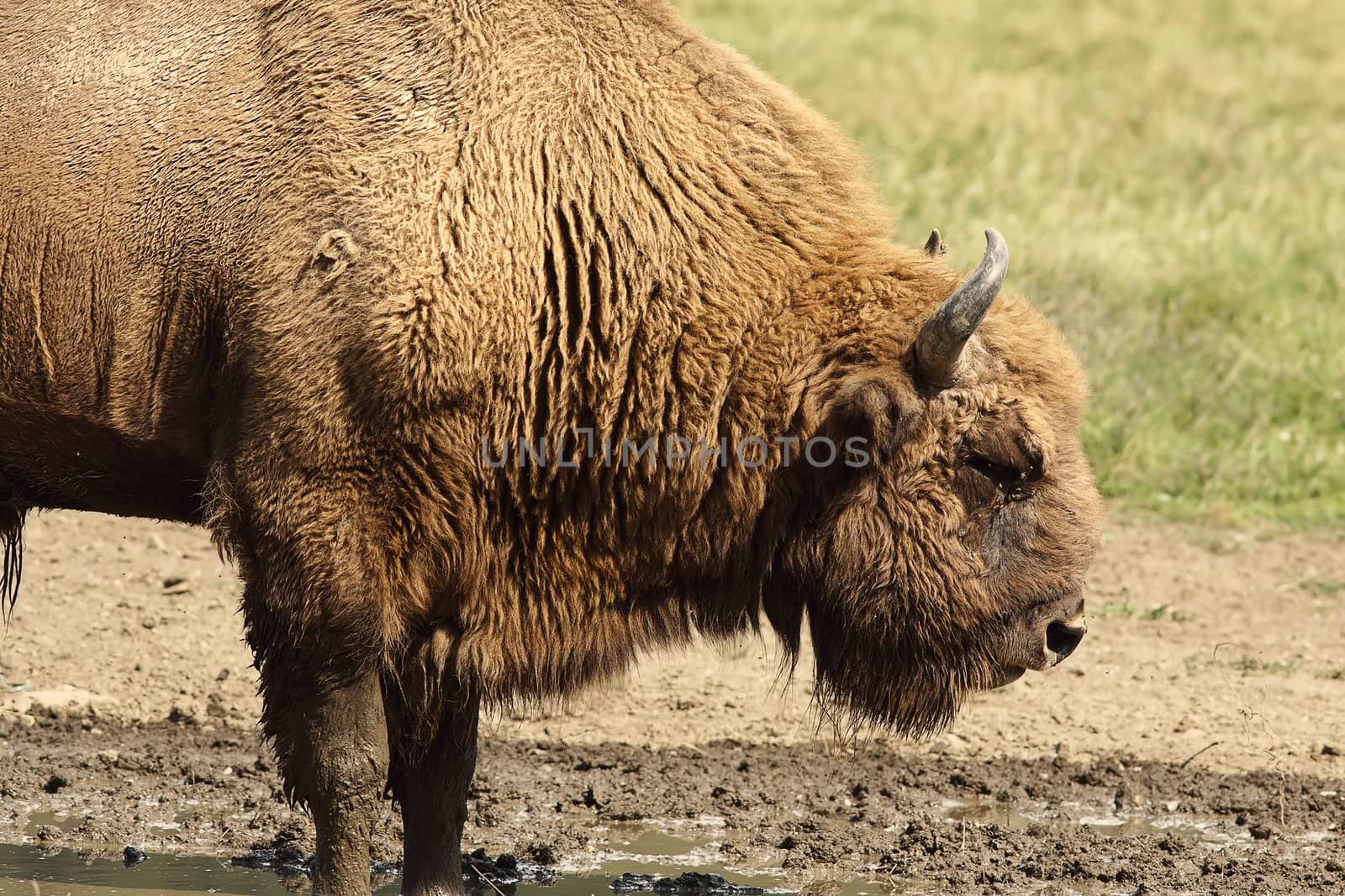 close up of large male european bison ( Bison bonasus )