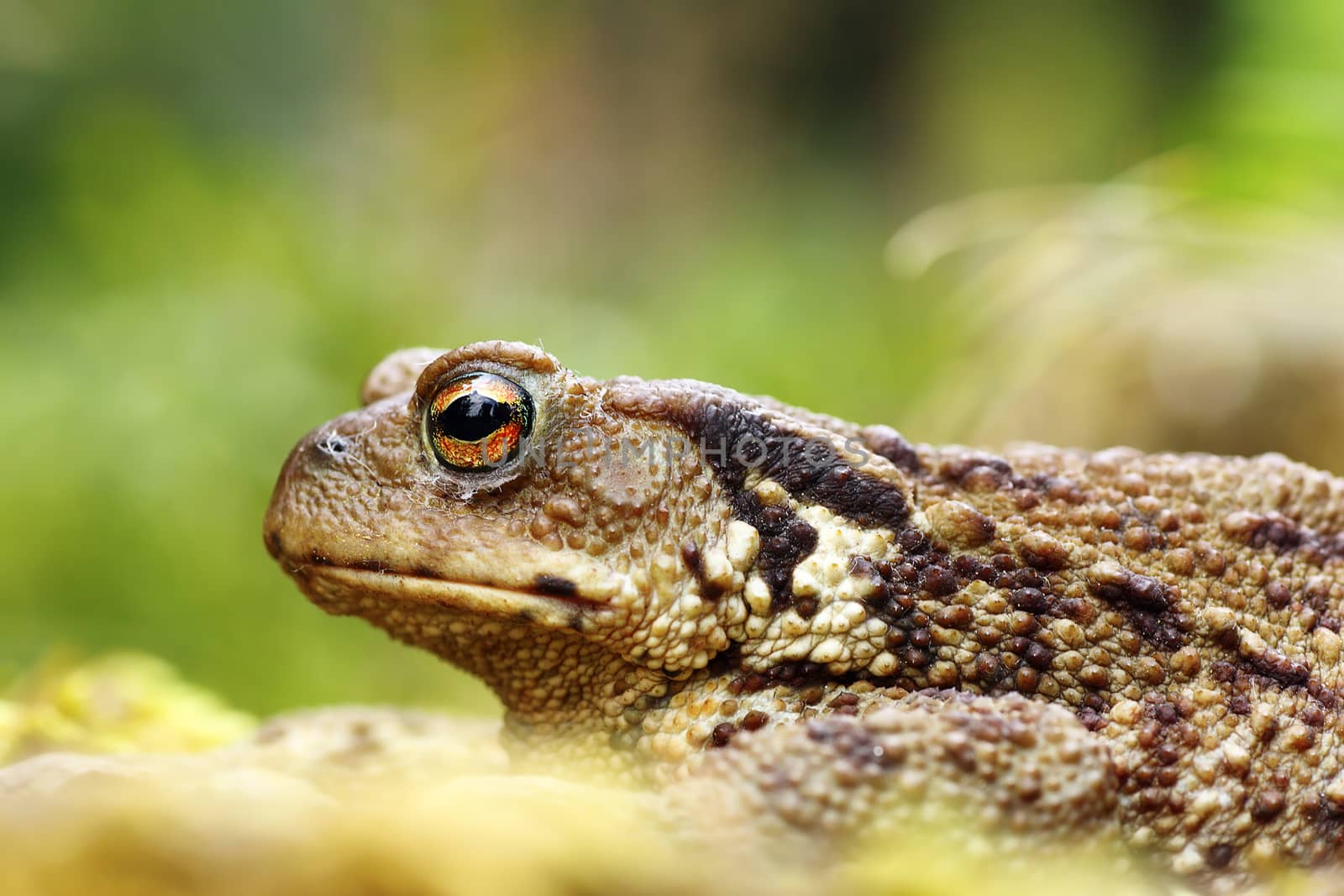 macro shot of toxic european common brown toad ( Bufo ), focus on eye