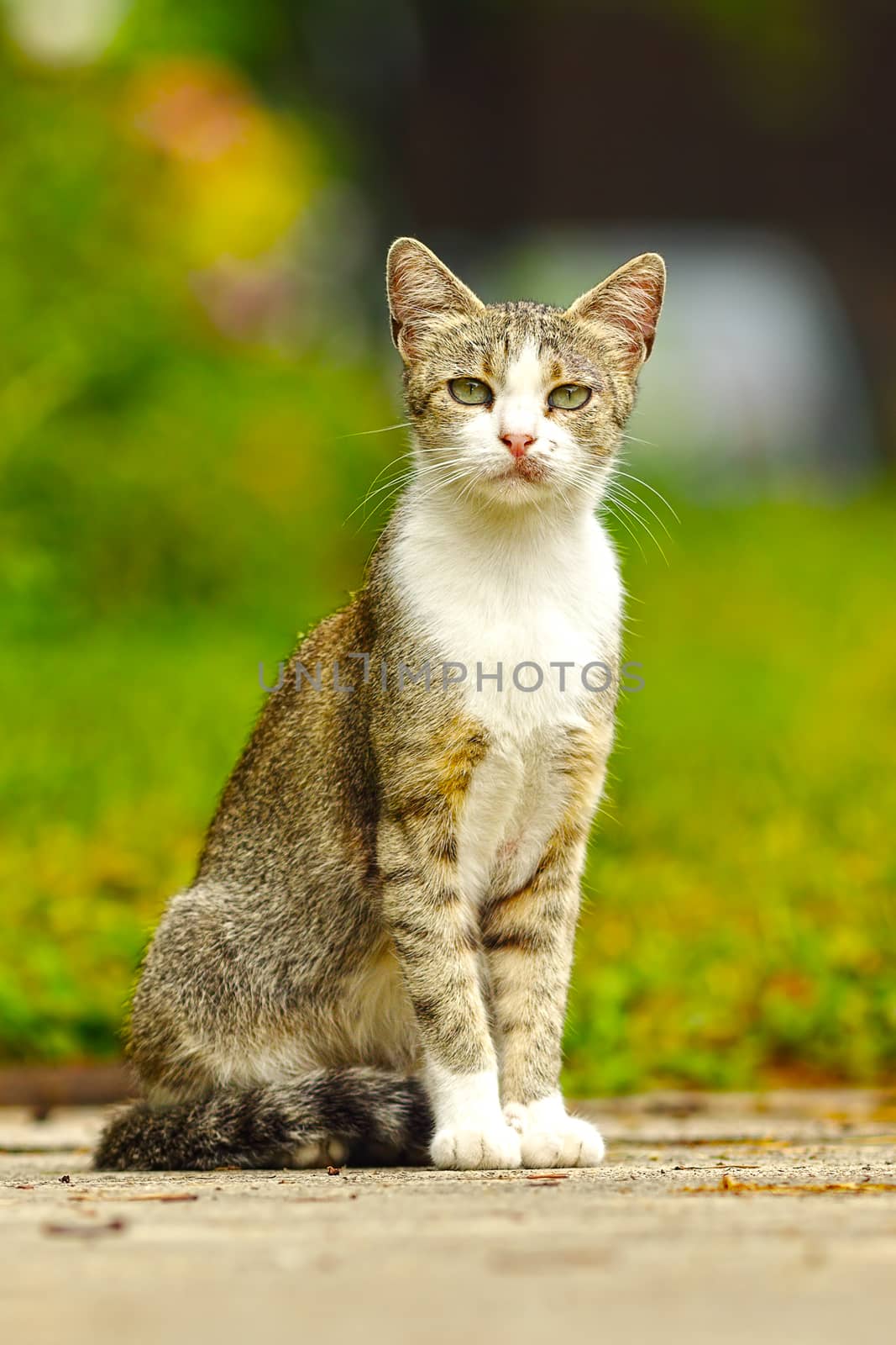 mottley domestic cat standing on garden alley