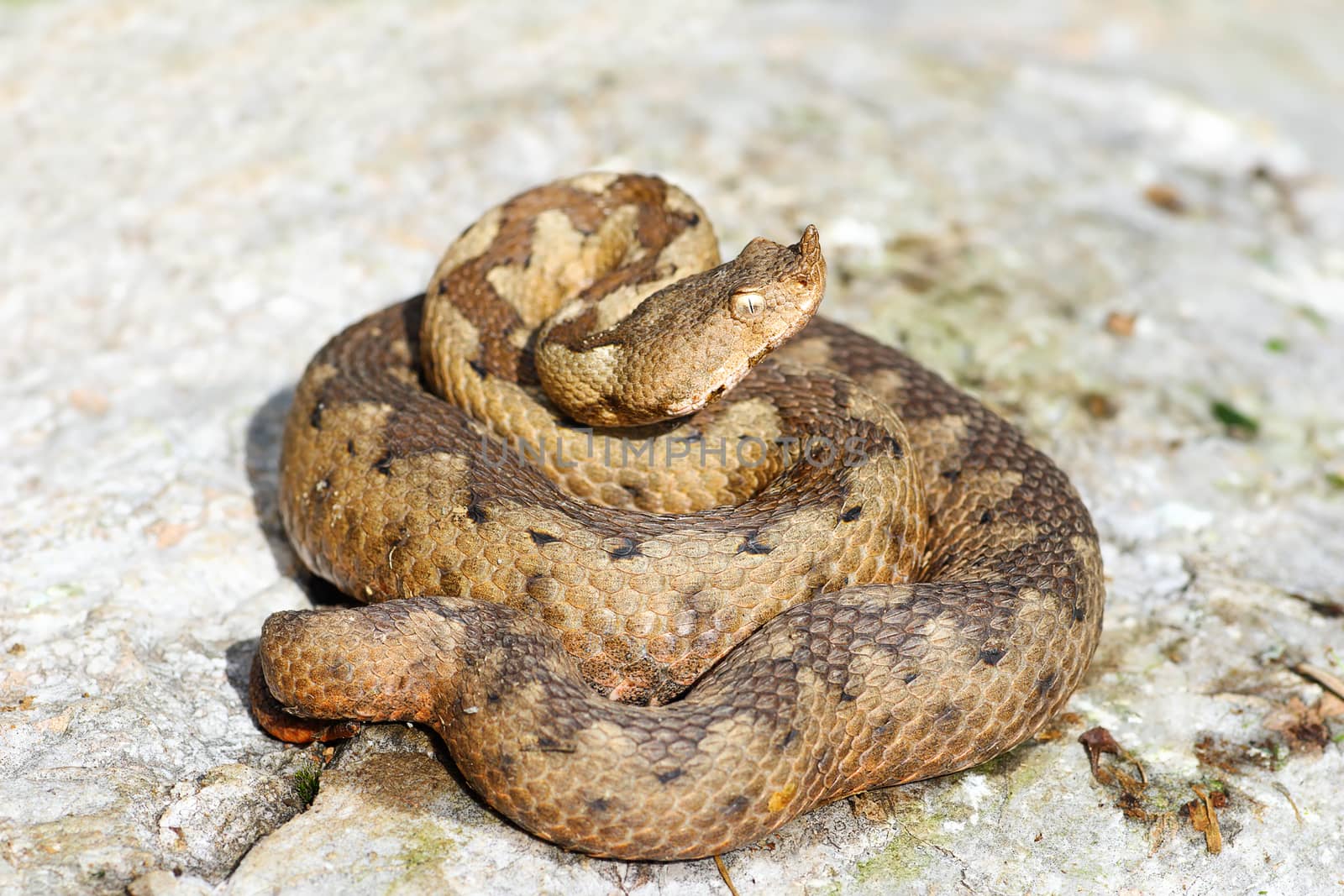 nose horned adder on rock by taviphoto