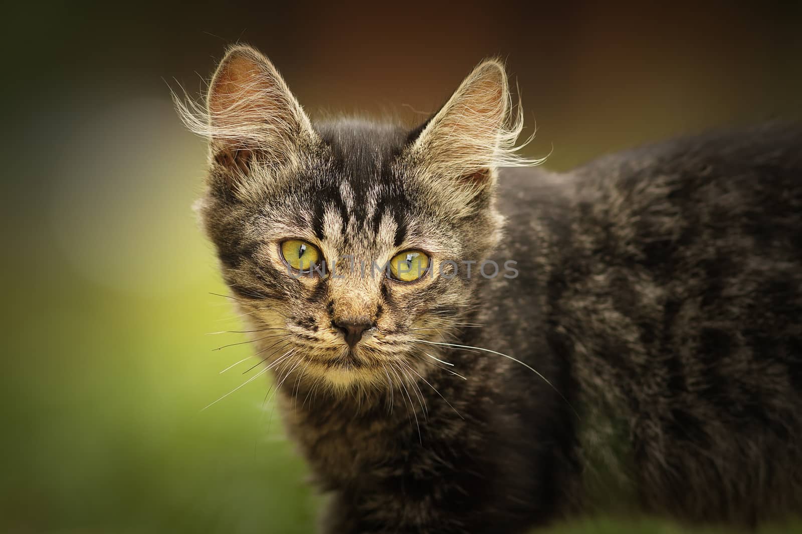 portrait of fluffy young domestic cat looking towards the camera, curious animal