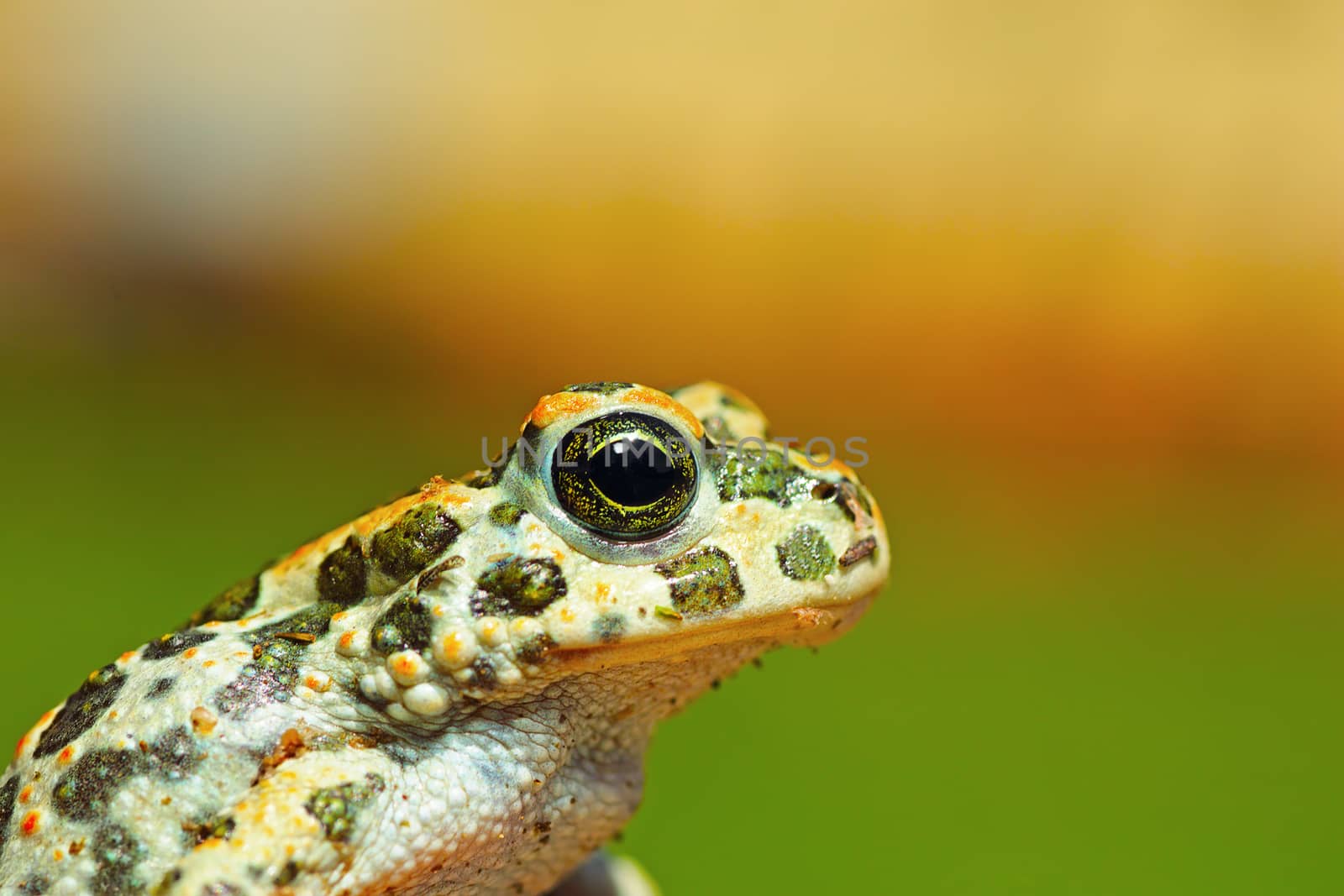 portrait of cute young green toad ( Bufotes viridis )