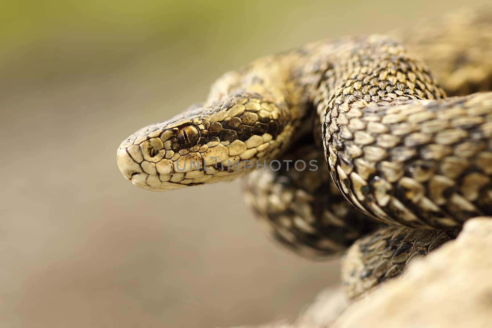 portrait of meadow viper in natural habitat, macro image on venomous snake ( Vipera ursinii rakosiensis, listed as endangered in IUNC red list )