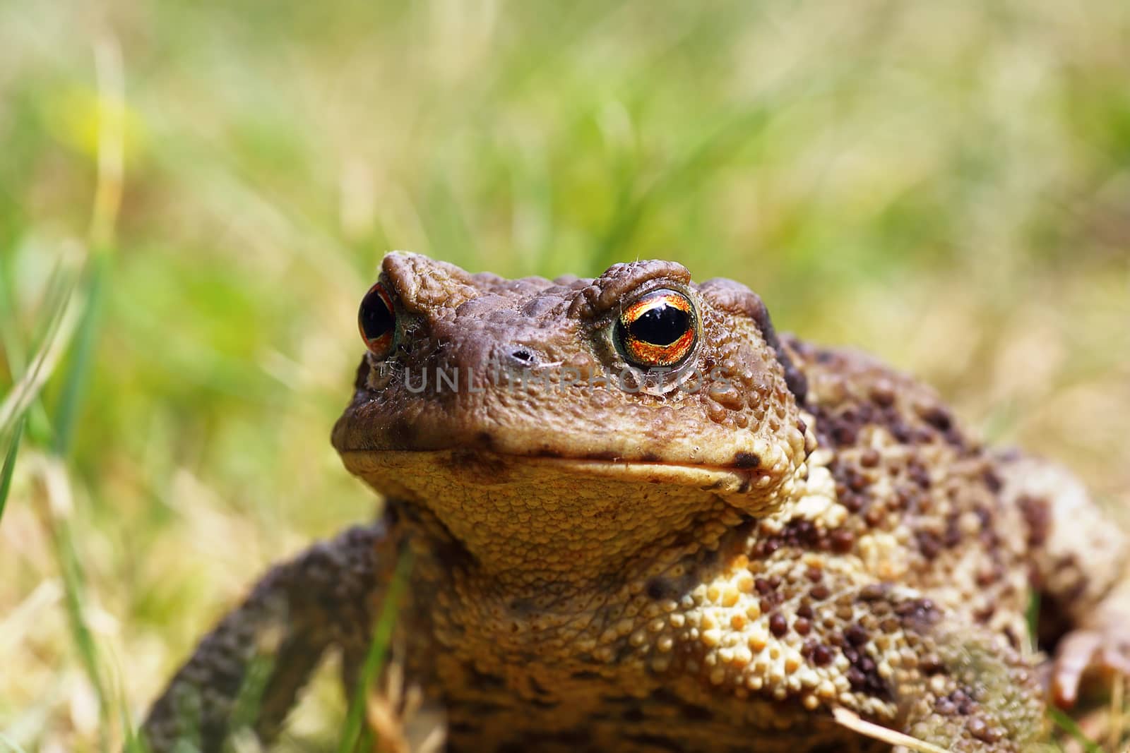 portrait of ugly toad by taviphoto